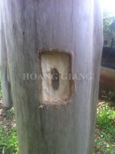 The effected tree in Hoang Giang Agarwood plantation