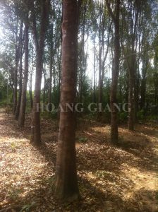 Hoang Giang Agarwood plantation